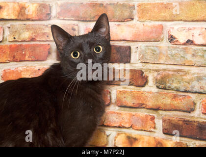 Portrait of a wide eyed black cat standing in front of a brick wall looking directly at viewer Stock Photo