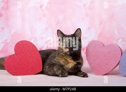 Adorable Tortoiseshell tortie cat laying on pink blanket with marbled pink background looking directly at viewer. Heart shaped boxes laying on both si Stock Photo