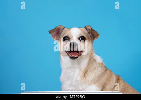 Chubby Chihuahua sitting at a wood table with computer keyboard, light blue background. Stock Photo