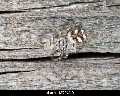 Tiny 5mm zebra jumper spider (Salticus scenicus) on a wooden surface in Kirkland, WA, USA Stock Photo