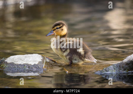 Side view close up of cute, wild, downy, UK mallard duckling (Anas platyrhynchos) standing isolated in shallow waters of woodland stream. Stock Photo