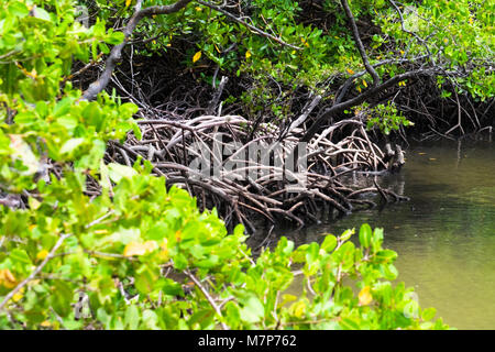 Beautiful Mangrove in Praia dos Carneiros, Pernambuco, Brazil Stock Photo