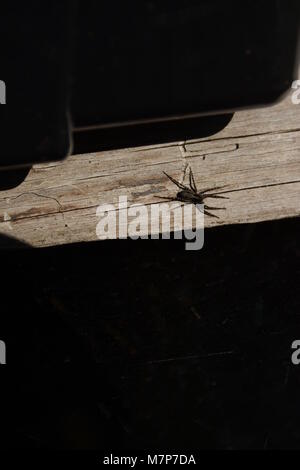 Small black spider on a piece of wood in dark shadows and in sunlight Stock Photo