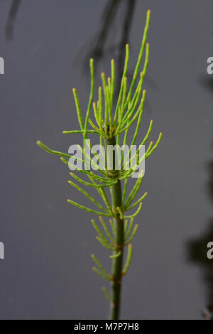 Bright green water plant in a lake with grey deep waters Stock Photo