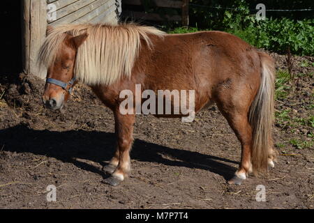 Brown horse, pony with white hair Stock Photo