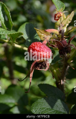 Dried rose hip on a bush Stock Photo