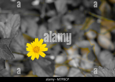 Yellow flower by electronic filter camera technic. Flower on yellow color desaturated background. Stock Photo