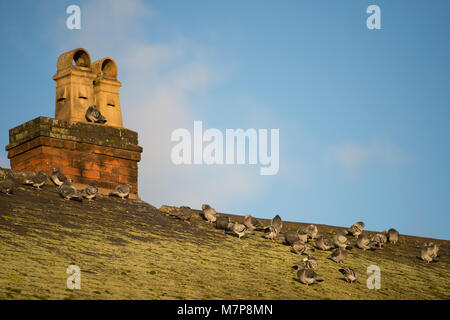 racing pigeons on rooftop with blue cloudy sky in background Stock Photo