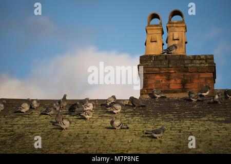 racing pigeons on rooftop with blue cloudy sky in background Stock Photo