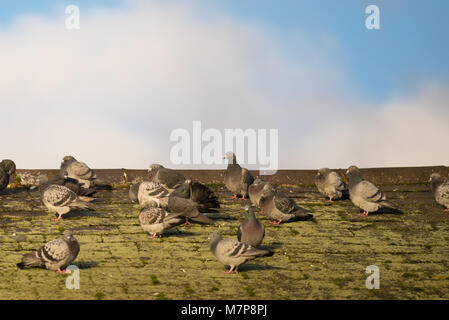 racing pigeons on rooftop with blue cloudy sky in background Stock Photo