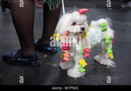 A Maltese prepared for the judging ring at Crufts, the worlds largest dog show. It takes place every year in Birmingham, UK Stock Photo