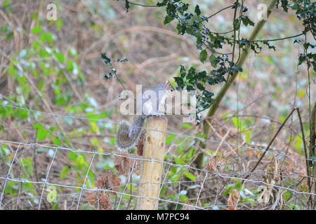 Grey squirrel Sciurus carolinensis sitting on wooden timber fence post in garden with shrubs dead foliage and holly behind South Herefordshire England Stock Photo