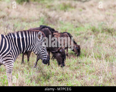 Burchell's Zebra, Equus quagga burchellii, and Blue Wildebeest, Connochaetes taurinus, mother and calf in Kruger NP, South Africa. Stock Photo