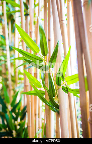 Young new bamboo leafs in bamboo forest Stock Photo