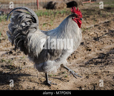 Lavender rooster marching in farm garden while keeping watch over hens. He's scouring the environment for predators. Stock Photo