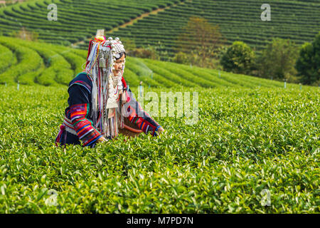 Chiangrai, Thailand - February 24, 2013: Hill Tribe woman harvesting tea in the farm in rural of Chiangrai, Thailand Stock Photo