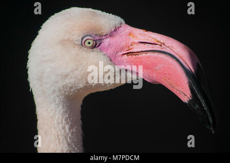 Close up of a Pink Flamingo on a black background Stock Photo