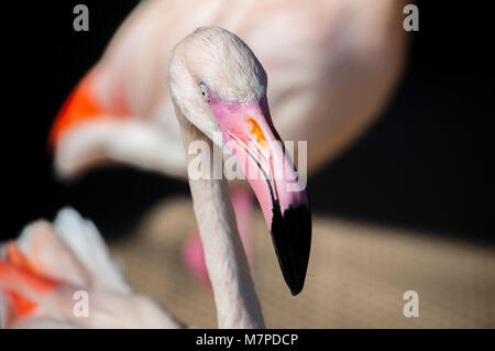 Close up of a Pink Flamingo on a black background Stock Photo