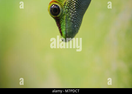 Green Gecko head coming down from the top of the frame against a green background. Stock Photo