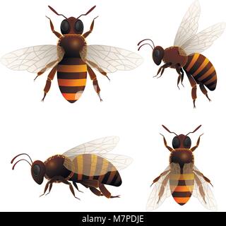 Honey bee isolated icons set Stock Vector