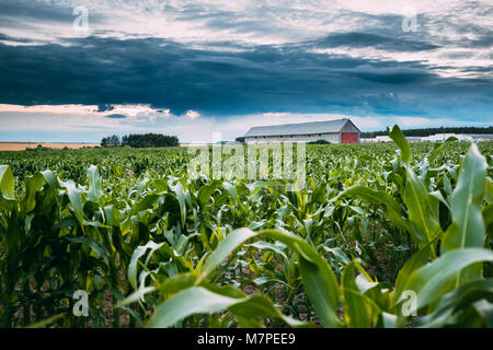 Countryside Rural Landscape With Paddock For Horse, Shed Or Barn Or Stable And Green Maize Corn Field Plantation On Foreground. Farm In July Month. Ag Stock Photo