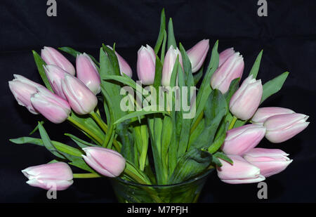 Bunch of Cut Pink Tulips in Display Stock Photo