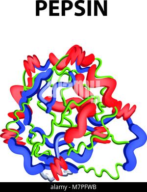 Pepsin stomach enzyme Stock Photo: 65211889 - Alamy