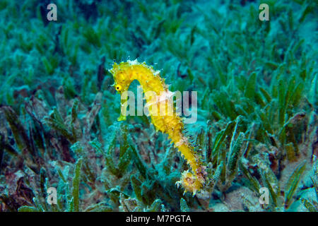 Thorny seahorse, Jayakar's seahorse (Hippocampus jayakari) between seagrass, threatened species, Hurghada, Egypt, Red sea, Africa