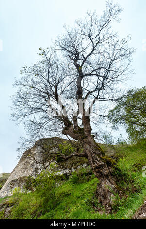 Old big spring tree near big stone. Near Rukomysh Cave temple, Buchach District, Ternopil Region, Ukraine. Stock Photo