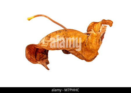 Isolated decaying colorful patterns and textures of autumn leaf on white background Stock Photo