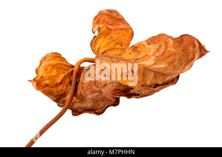 Isolated decaying colorful patterns and textures of autumn leaf on white background Stock Photo