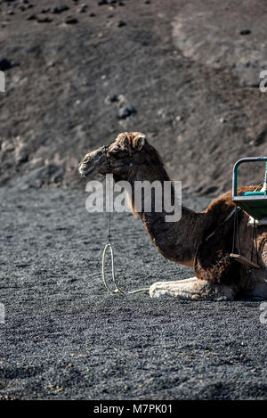 Camels carrying tourists, Lanzarote, Canary Islands. Stock Photo