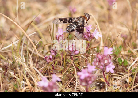 Mottled bee-fly (Thyridanthrax fenestratus). Dorset, UK. Stock Photo