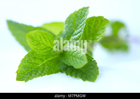 Hierba buena, cuban mint detail. Stock Photo