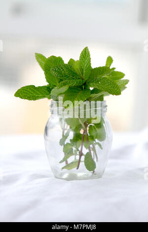 Hierba buena, cuban mint in cristal grass. Stock Photo