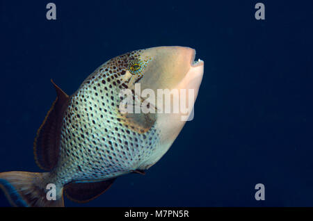 close up of a Yellowmargin triggerfish, Pseudobalistes flavimarginatus, Indian Ocean, Maldives Stock Photo