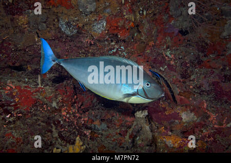 Sleek Unicornfish, Naso hexacanthus, with two cleaner wrasse, Ari Atoll, Indian Ocean, Maldives Stock Photo
