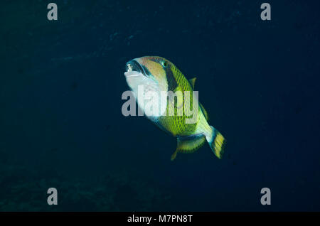 Titan triggerfish, Balistoides viridescens, swimming in Maldives Stock Photo