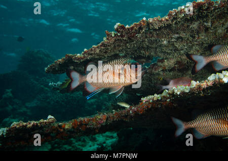 Shadowfin soldierfish, Myripristis adusta, with cleaner wrasse in Indian Ocean, Maldives Stock Photo
