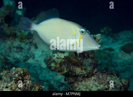 Boomerang Triggerfish, Sufflamen bursa, swimming over coral reef in Maldives Stock Photo