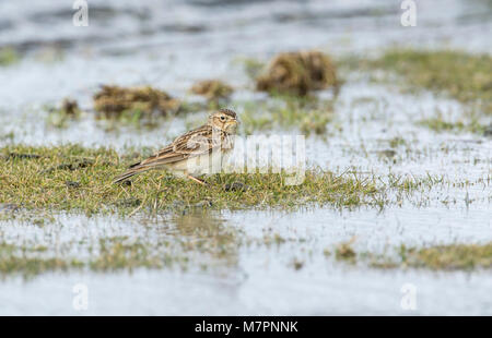 Common skylark (Alauda arvensis) feeding in a flooded water meadow. Stock Photo