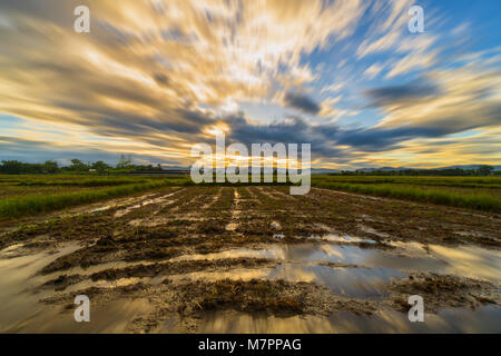 Long exposure landscape with clouds moving rice field and sunset. Stock Photo