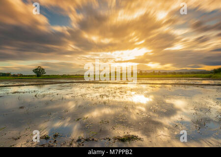 Long exposure landscape with clouds moving rice field and sunset. Stock Photo