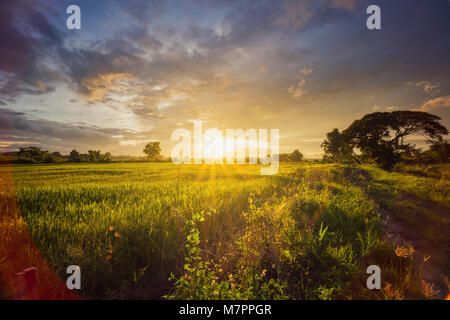 landscape with clouds moving rice field and sunset. Stock Photo