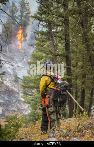 Brett Edelman, Billings Initial Attack Crew,  monitors the Buffalo  Initial attack crews have been working to keep the Buffalo Fire from crossing the Slough Creek Trail. Stock Photo