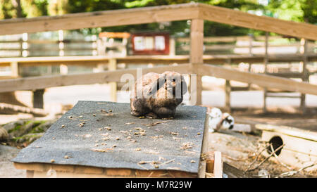 Rabbit in its natural environment in Sweden. Cute bunny outdoors on its house, autumn or spring season. Easter concept Stock Photo
