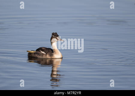 Close up of wild UK juvenile great-crested grebe (Podiceps cristatus) isolated outdoors swimming in calm water in summer sunshine. Stock Photo