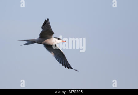 UK common tern seabird (Sterna hirundo) isolated in midair flight wings spread open, facing right. Tern flying free high in blue sky. Copy space Stock Photo