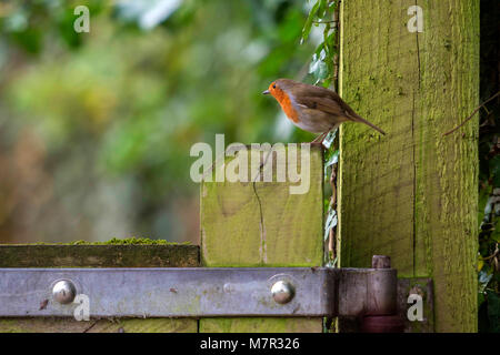 Wild European Robin (Erithacus rubecula) portraits in natural habitat. Stock Photo