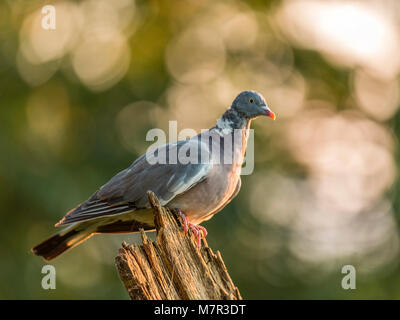 Wood Pigeon (Columba palumbus) Portrait. isolated against a golden speckled woodland background. Stock Photo